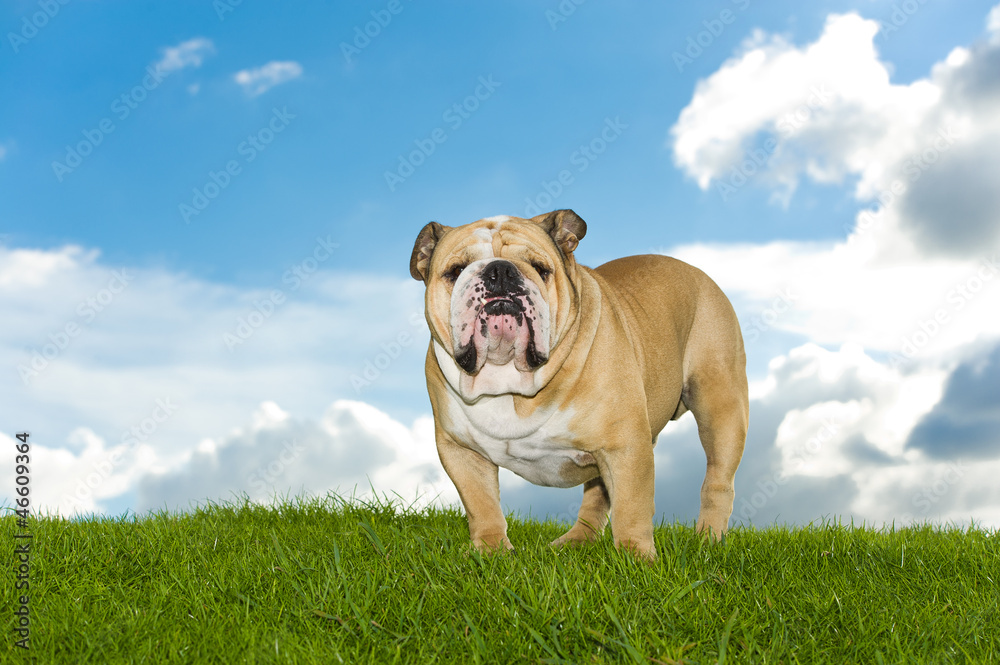 Beautiful dog english bulldog outdoors