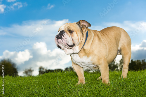 Beautiful dog english bulldog outdoors