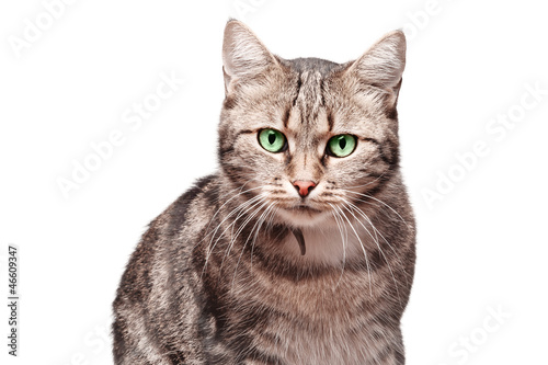 beautiful European cat on a white background