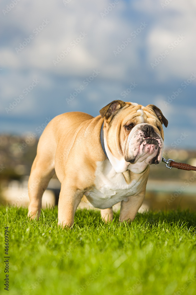 Beautiful dog english bulldog outdoors Beautiful dog english bulldog outdoors