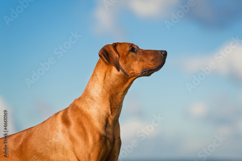Beautiful dog rhodesian ridgeback