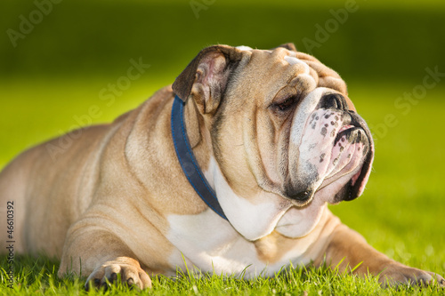 Beautiful dog english bulldog outdoors