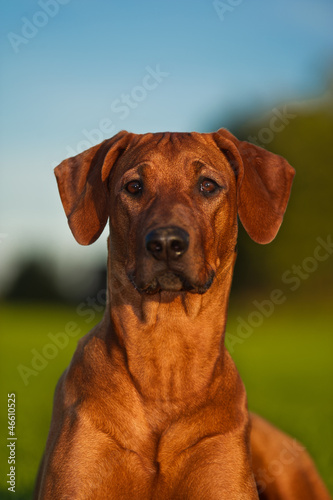 Beautiful dog rhodesian ridgeback