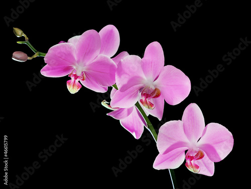 pink five flowers orchid branch on black