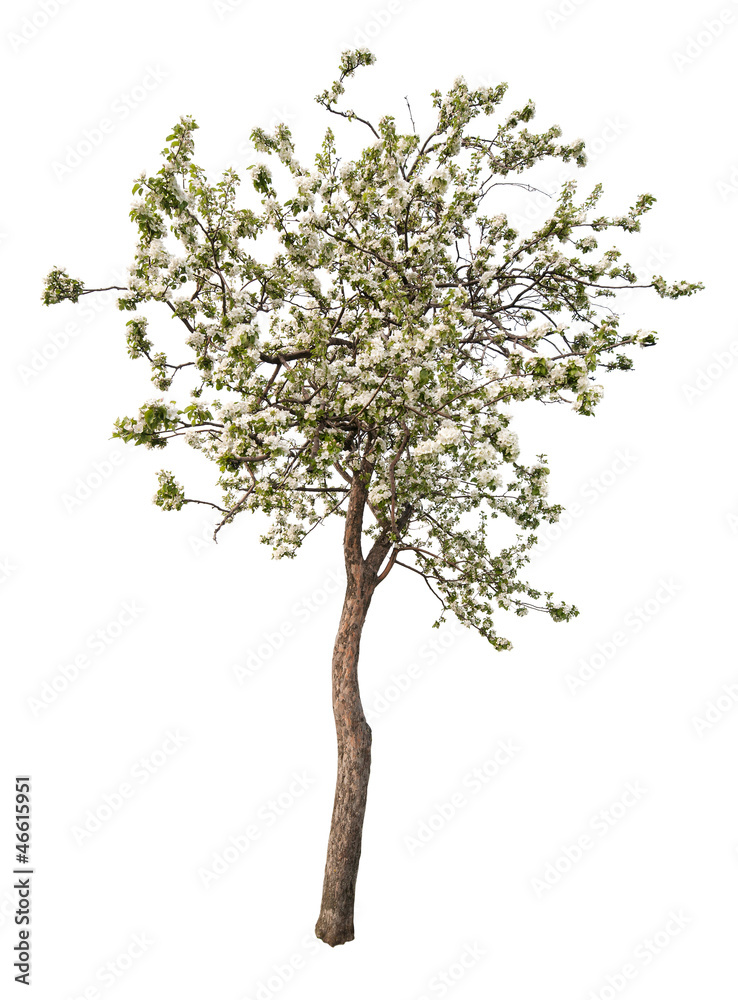 isolated white color blooming apple tree