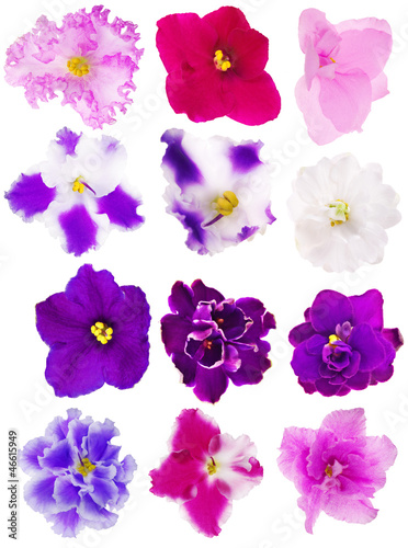 collection of twelve isolated violets