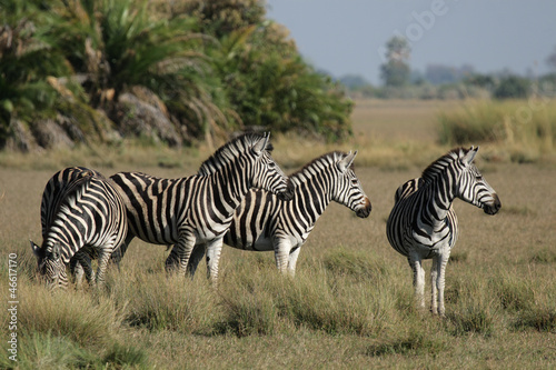 Steppenzebras im Okavango Delta, Botswana