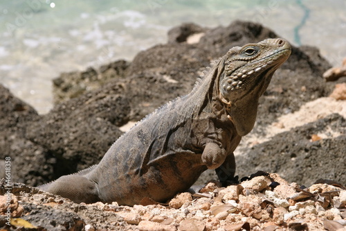 Iguane Cubain