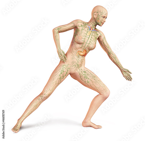 Fotografie Female naked body, with full Lymphatic system superimposed. Anat