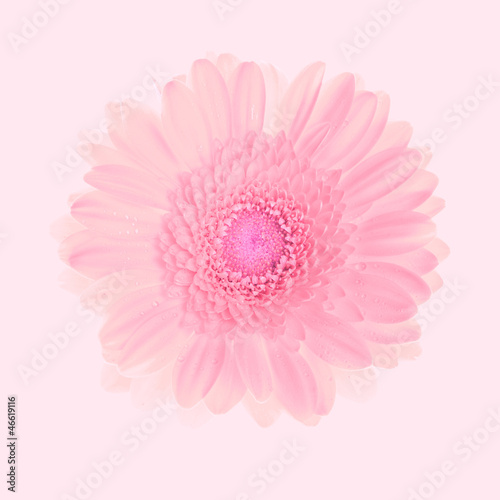 beautiful pink gerbera flower