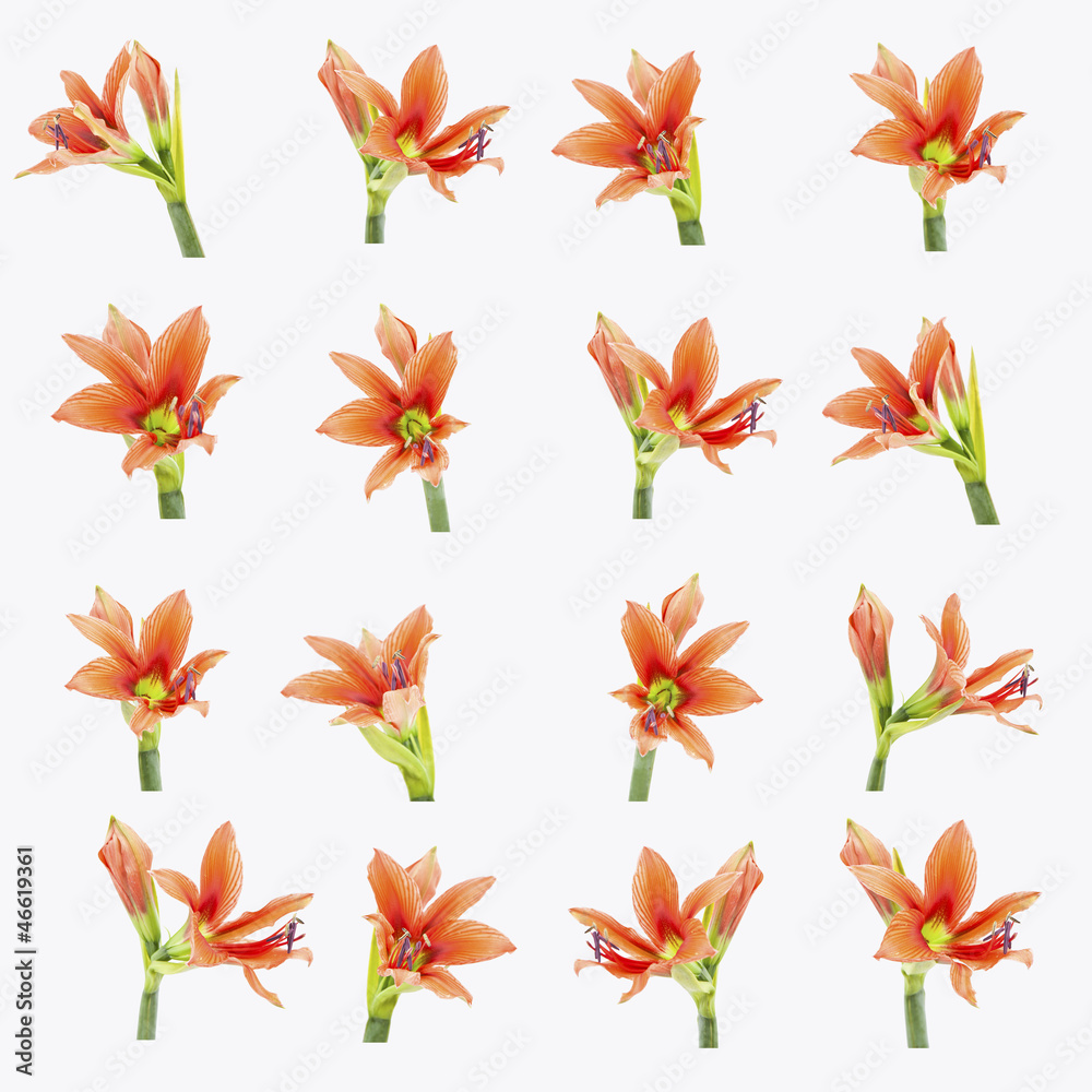 Obraz premium set of beautiful lilium flowers composite