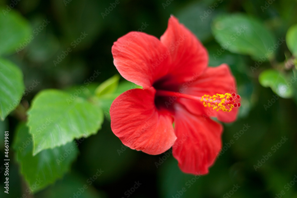 flower flower