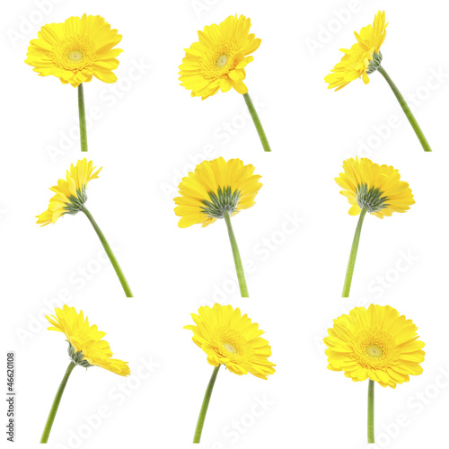 Fototapeta Naklejka Na Ścianę i Meble -  set of different view of a gerbera yellow flower, composite