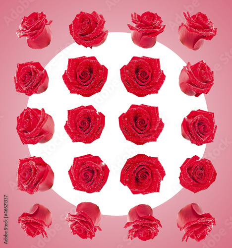 set of red roses flowers composite