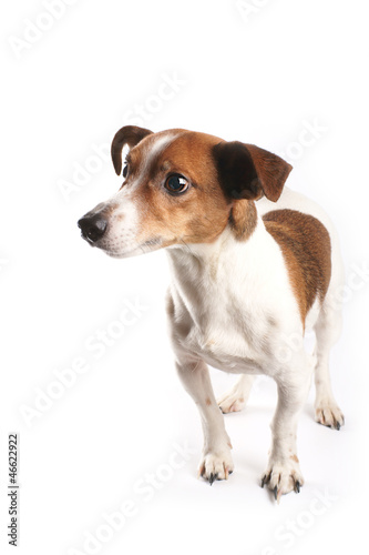 Jack Russell Terrier © vivienstock