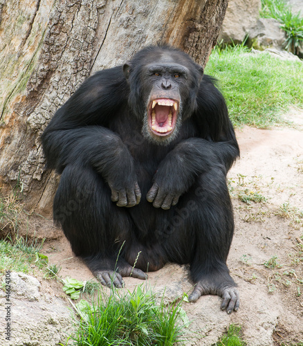 Fotografie Angry Chimpanzee