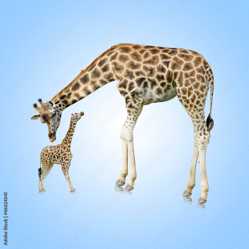 Obraz premium Giraffe And Young One
