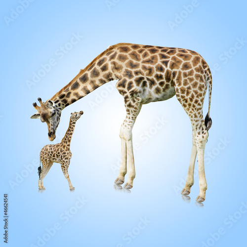 Giraffe And Young One
