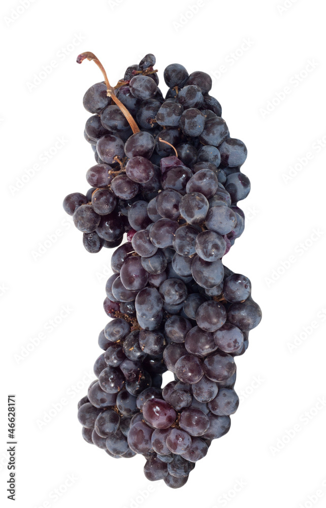 Fototapeta premium Black grapes cluster