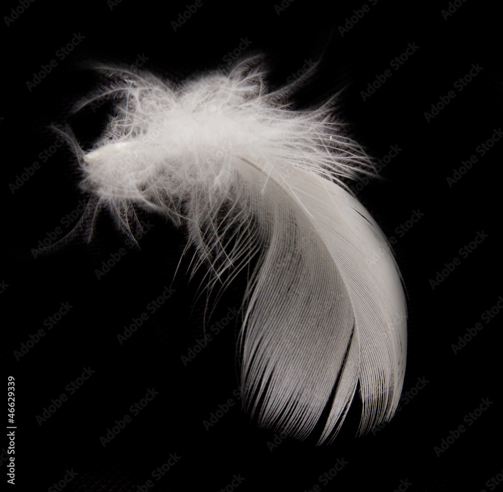 feather on the black background