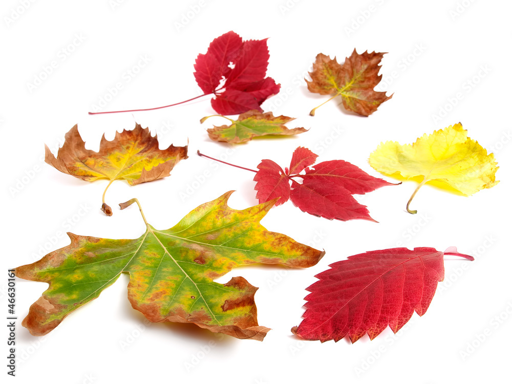 Fall colors