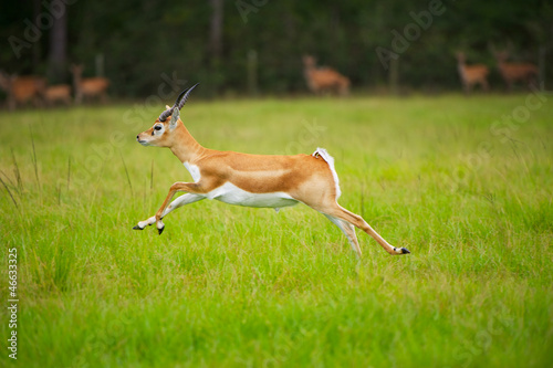Antelope Jumping