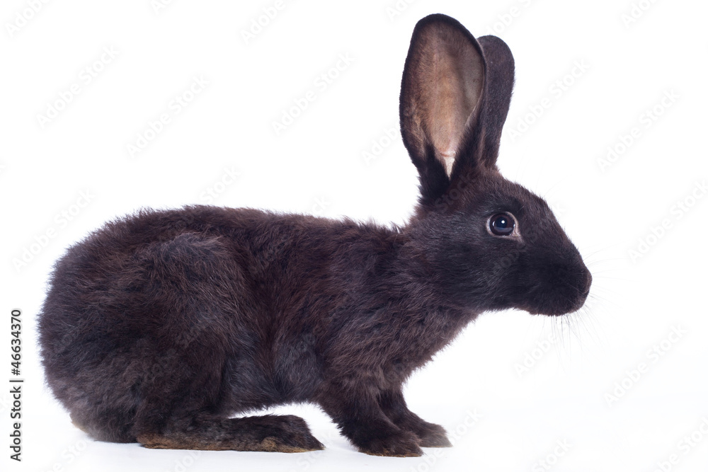 Fototapeta premium Black rabbit