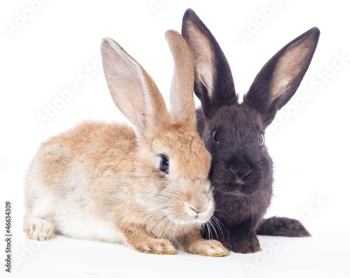 Two rabbit © Smart Future