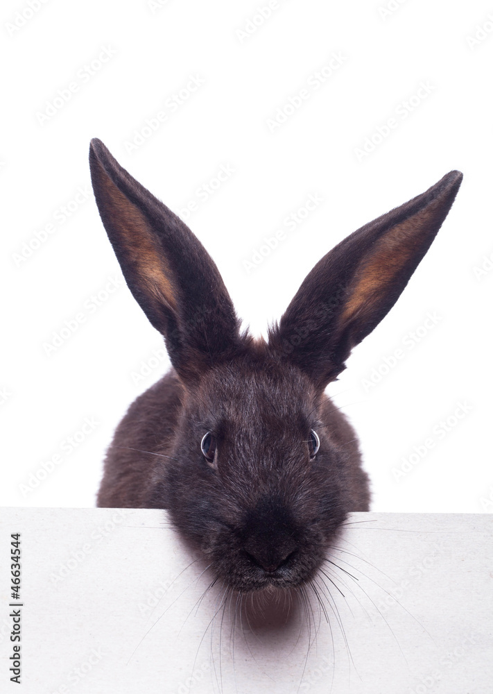 Fototapeta premium Black rabbit board