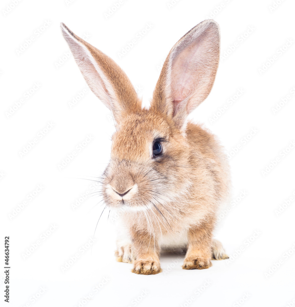 Obraz premium Red rabbit