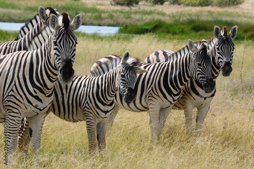 Fototapeta Naklejka Na Ścianę i Meble -  Zebras