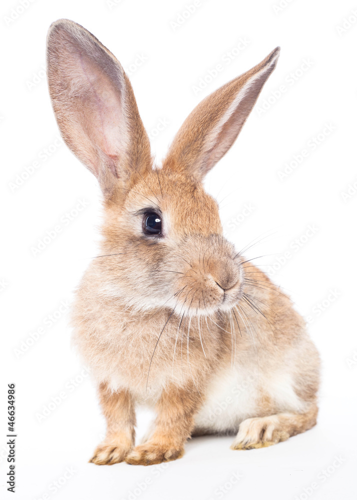 Red rabbit