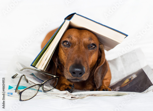 Dog reading a book photo
