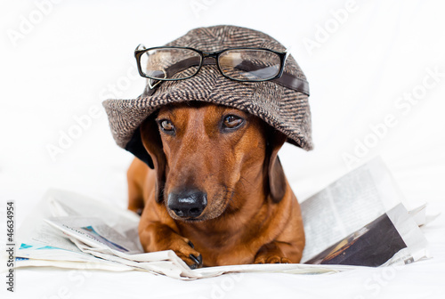 Dog and newspapper photo