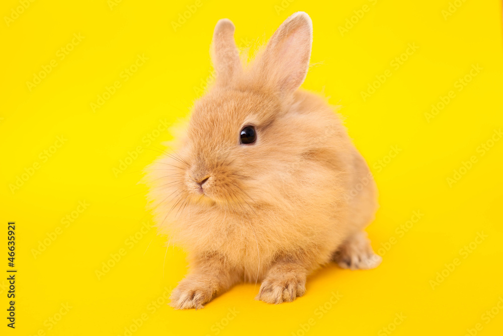 Rabbit Rabbit