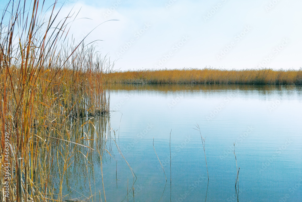 Reeds on the bank of a calm lake