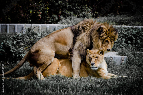 Amor animal