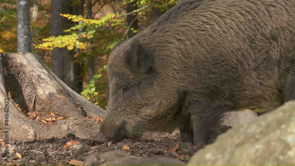 Wildschweine Wildschweine