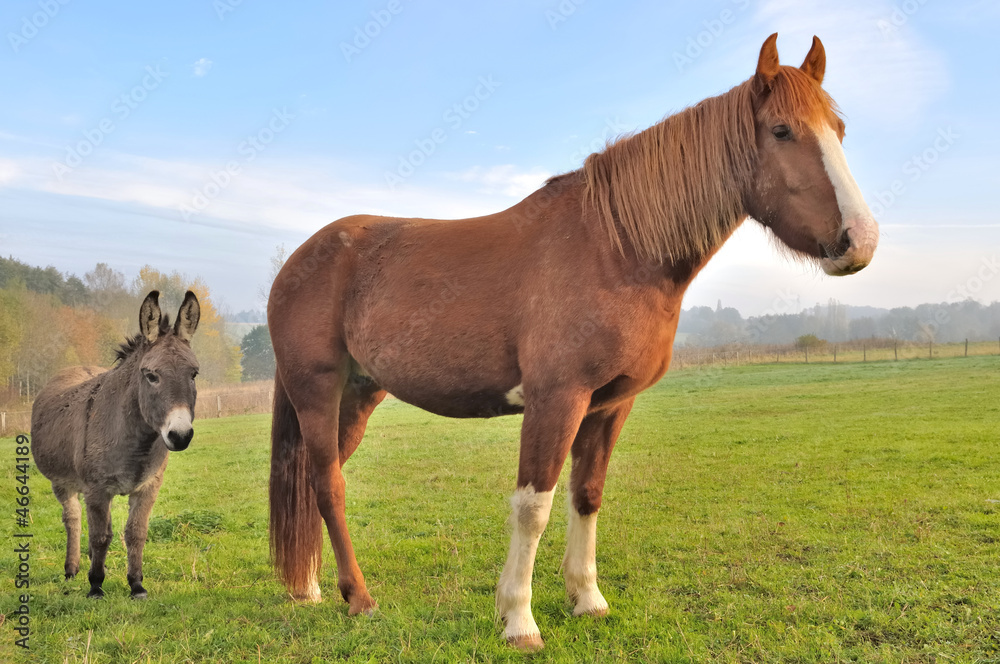 âne et cheval dans un pré âne et cheval dans un pré