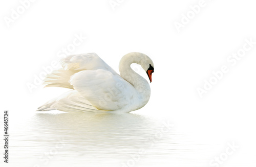 Fototapeta Naklejka Na Ścianę i Meble -  White swan.