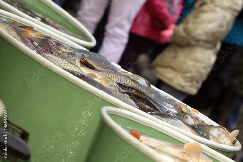 Cuadro en lienzo Autumn harvest of carps from fishpond to christmas markets.