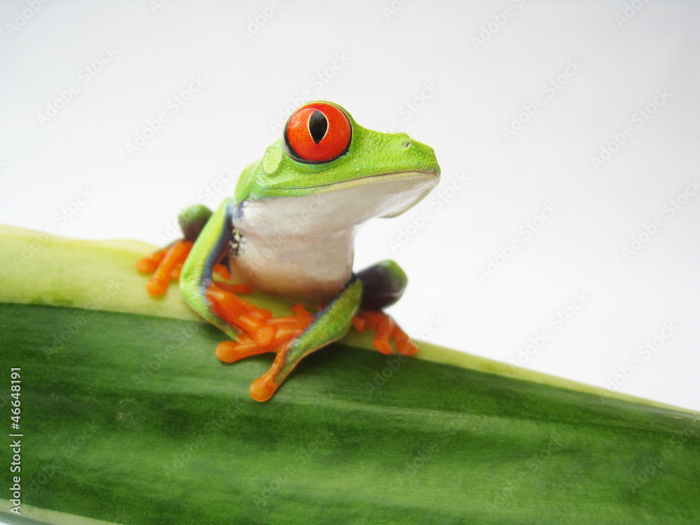 Fototapeta premium Rotaugenlaubfrosch 152, Agalychnis callidryas