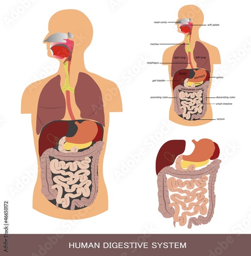 Digestive system, detailed medical illustration