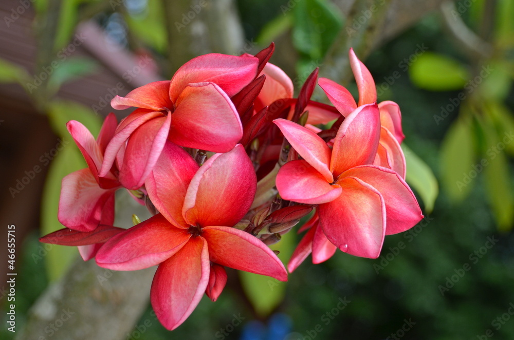 Pink Frangipani flowers