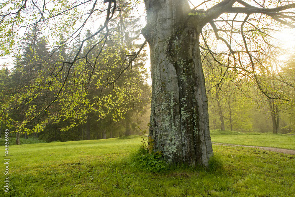 Fototapeta premium Tree