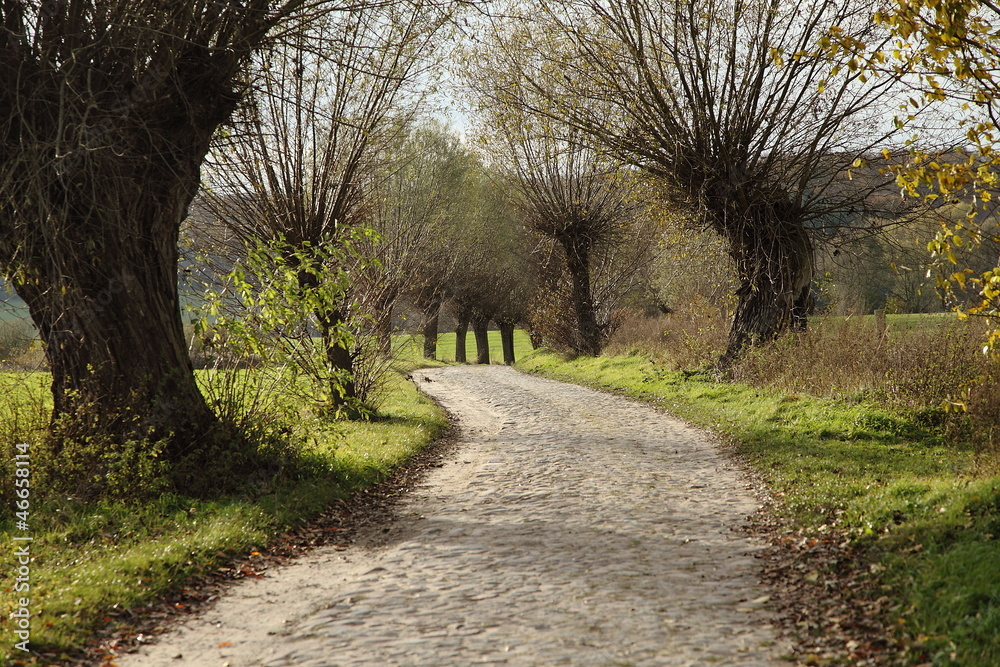 Geschwungene Allee