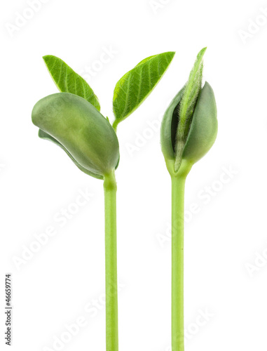 Soy plant