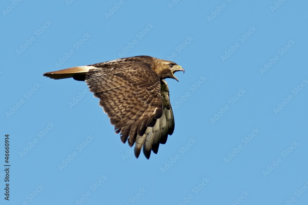 Obraz premium Red-tailed Hawk in Flight