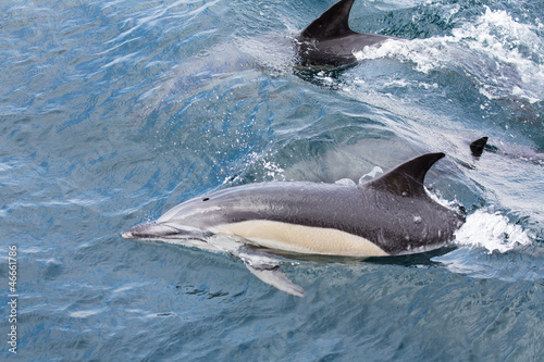 Common Dolphins swimming in ocean