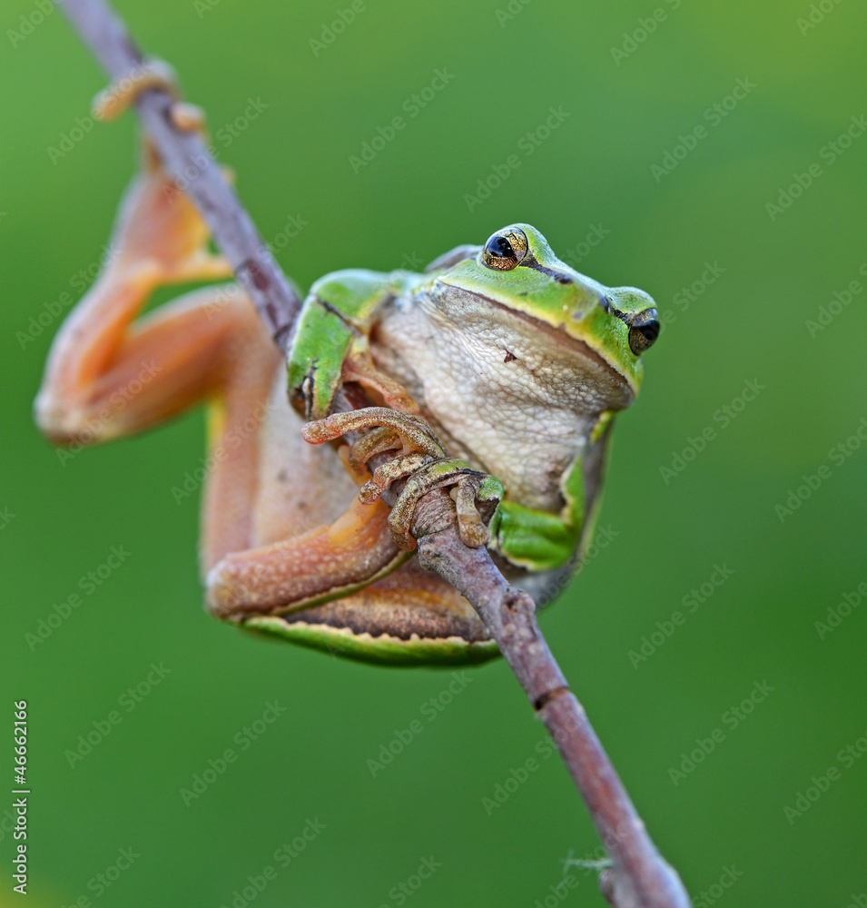Naklejka premium Frog